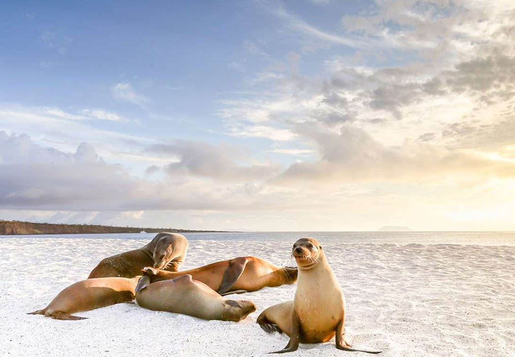 The Ultimate Galapagos Islands Travel Guide: Experience Nature’s Wonderland