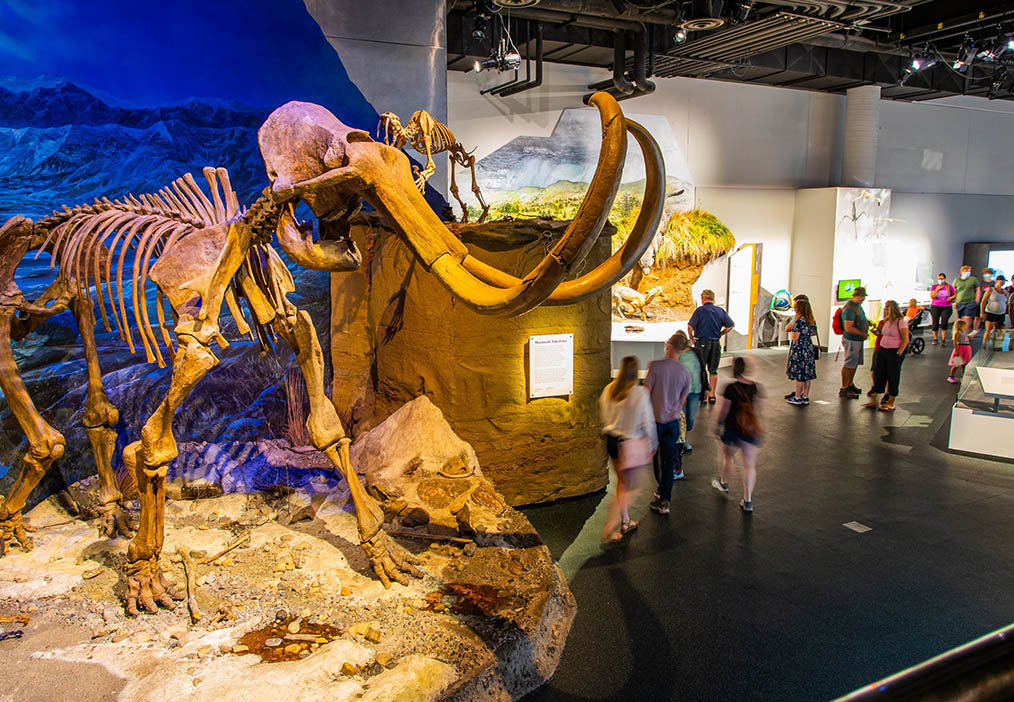 A visitor’s guide to the Royal Tyrrell Museum